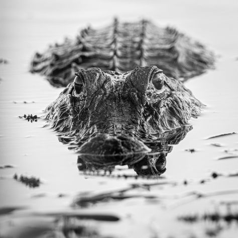 Deep in the murky waters surrounding coastlines and swamps dotted around lower Alabama lurks an exotic catch: the alligator. Taylor Douglas recently captured the largest gator on record for the season, weighing in at 534 pounds. From snout to tail, the beast measured 12 feet, 9 inches long. A crew of six men fought for an hour reeling in the massive catch from the waters of the Mobile Bay. #SouloftheSouth Photo by Richard Sagredo Alligator Head, Lake Camping, Photography Kit, Water Animals, Mountain Photos, Camera Hacks, Digital Slr Camera, Photography Techniques, Best Photographers