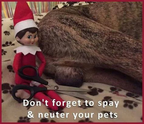 Good elf lol Funniest Elf On The Shelf, Vet Humor, Vet Hospital, Bad Elf, Knee Hugger, Vet Clinic, Vet Clinics, Christmas Games, Cat Owners