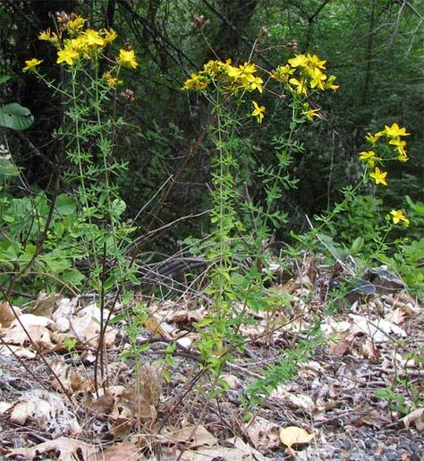 St. John's Wort, HYPERICUM PERFORATUM St Johns Wort Drawing, St John Wort Plant, St Johns Wort Flower, St Johns Wort Plant, St. John’s Wort Magical Properties, St. John's Wort Plant, Plant Seedlings, City Garden, Sore Muscles