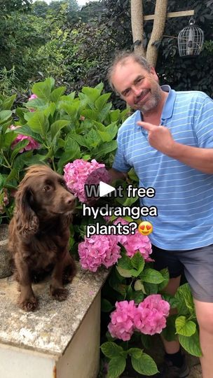 687K views · 2.2K reactions | How to take hydrangea cuttings. You need to find a friend or neighbour growing hydrangeas and ask them if they will kindly allow you to take some cuttings. Keep cuttings well watered and out of direct sunlight. #gardeningtips #gardening #propagationtips #gardeninghacks #gardeningforbeginners | Simon Akeroyd Garden Writer Hydrangea Cuttings, Blondie Call Me, American Gigolo, Growing Hydrangeas, Planting Hydrangeas, Garden Stuff, Water Well, Gardening For Beginners, Gardening Ideas