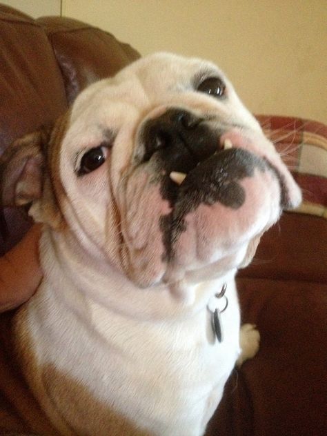 ❤ Beautiful tooth'ies ! ❤ Posted from Baggy Bulldogs Baggy Bulldogs, Beautiful Teeth, Real Dog, Bull Dogs, English Bulldogs, Baby Life, English Bulldog, Fur Babies, French Bulldog