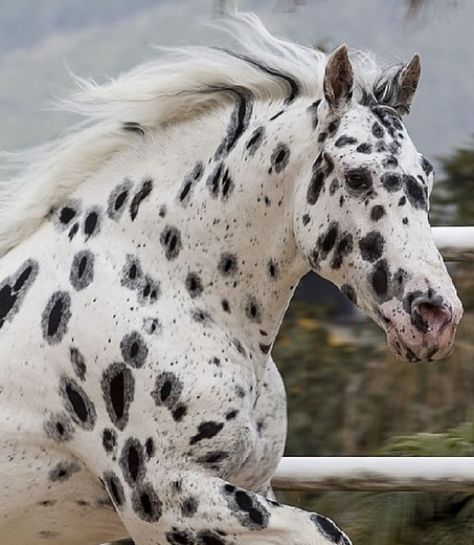 L〰Appaloosa, divino!!! Spotted Horse, Leopard Appaloosa, Appaloosa Horse, Horse Inspiration, Most Beautiful Horses, Appaloosa Horses, Majestic Horse, All The Pretty Horses, Cute Horses