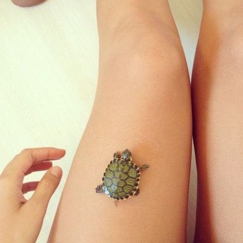 Turtle Care, Baby Sea Turtles, Mini Turtles, Pet Turtle, Turtle Tank, Tiny Turtle, Turtle Tattoo, Turtle Love, Cute Turtles