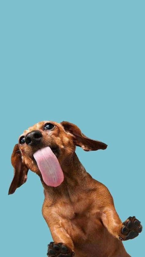 Dachshund Wallpaper, Dog Wallpaper Iphone, Cute Dog Wallpaper, Dachshund Funny, Cele Mai Drăguțe Animale, Psy I Szczenięta, Wallpaper Disney, 강아지 그림, Wallpaper For Iphone