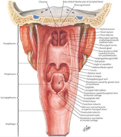 pharynx posterior view: swallowing! Anaerobic Respiration, Parotid Gland, Vellus Hair, Soft Palate, Medical School Life, Basic Anatomy And Physiology, Gastrointestinal System, School Slp, Social Communication