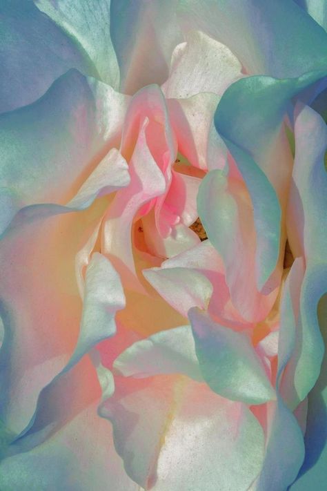 Xuebing Du, Soothing Colors, Pics Art, My Flower, Flower Power, Light In The Dark, Mother Of Pearl, Aesthetic Wallpapers, Beautiful Flowers