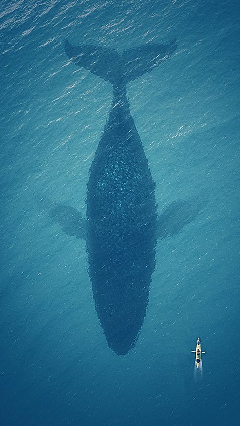 Whale Aerial View, Whale Top View, Whale From Above, Environment Campaign, Whale Background, Whale Migration, Snail And The Whale, Baleen Whales, Big Whale