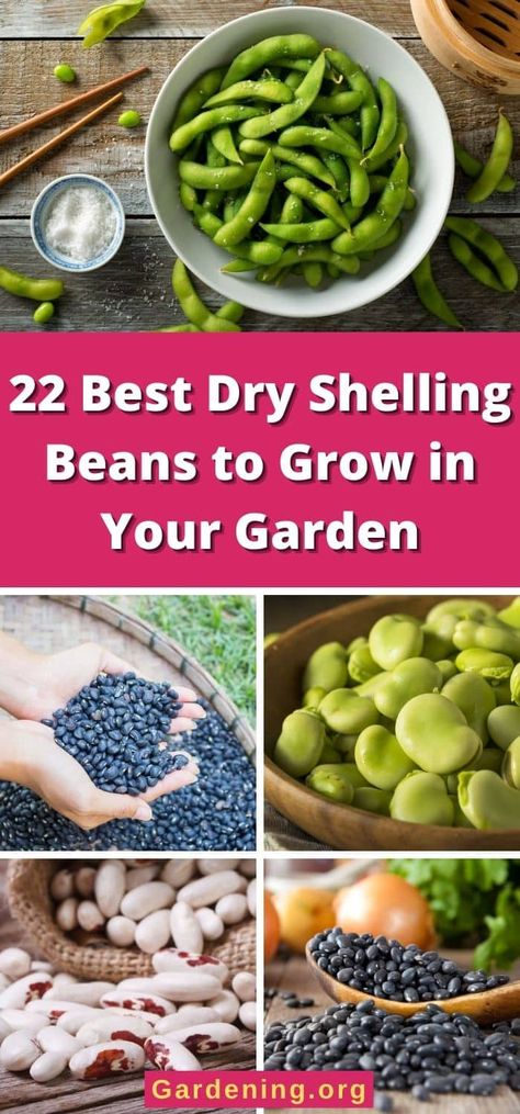 How To Grow Beans In Garden, Growing Beans In Garden, Hawaii Gardening, Veg Growing, Grow Beans, Canning Beans, Bean Garden, Growing Beans, Cranberry Beans