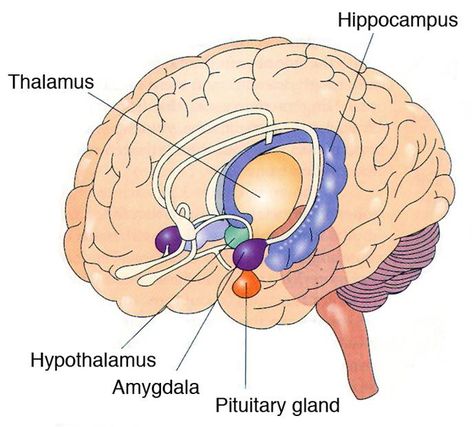 Brain Anatomy And Function, Brain Surgeon, Medicine Studies, Basic Anatomy And Physiology, Brain Facts, Limbic System, Brain Anatomy, The Human Brain, Brain Gym