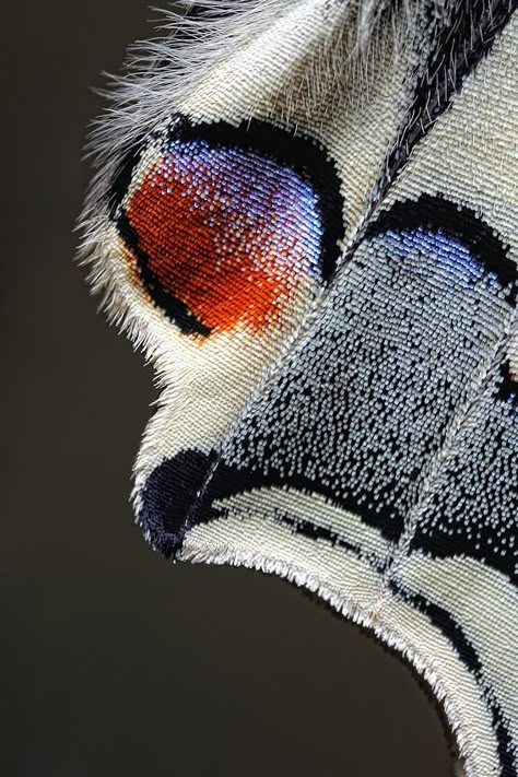 Attributes Of God On Butterfly WingsDeep Roots at Home Macro Fotografia, Foto Macro, On The Wings Of Love, Photo Macro, Beautiful Bugs, Macro Photos, Butterfly Wing, Patterns In Nature, Butterfly Wings