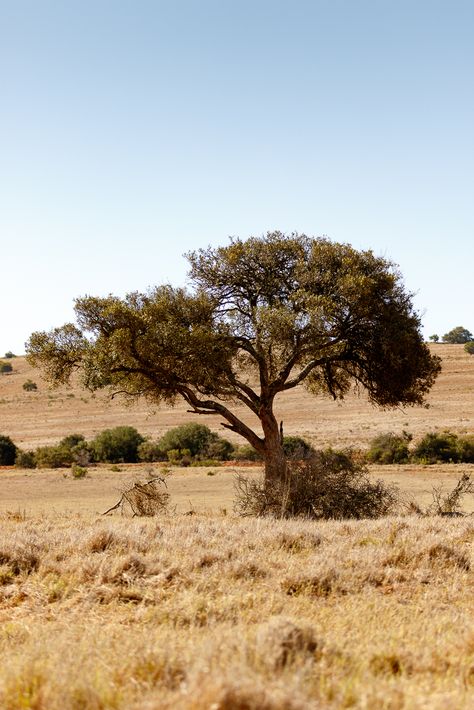 Shade tree pulling to the left Shade tree in the field pulling to the left. Savannah Biome, Savannah Tree, Wall Calligraphy, African Landscape, Single Tree, Shade Trees, Abstract Painters, The Field, Beautiful Landscapes