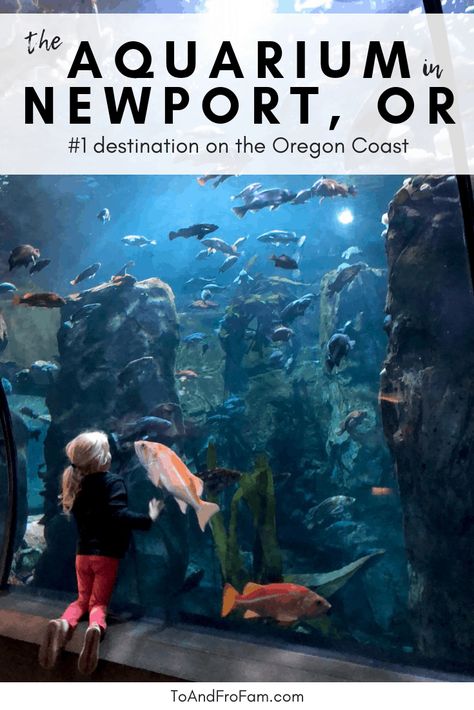 Denver Aquarium, Oregon Coast Hikes, Oregon Coast Camping, Newport Aquarium, Oregon Coast Vacation, Oregon State Parks, Newport Oregon, Visit Oregon, Oregon Life