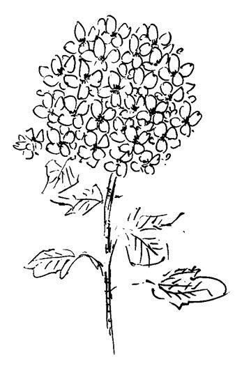 Flowers Drawing Outline, Hydrangea Outline, Flowers Drawing Simple, Hydrangea Tattoo, Plants Drawing, Flower Tattoo Arm, Flowers Drawing, Flower Tattoo Sleeve, Drawing Flowers