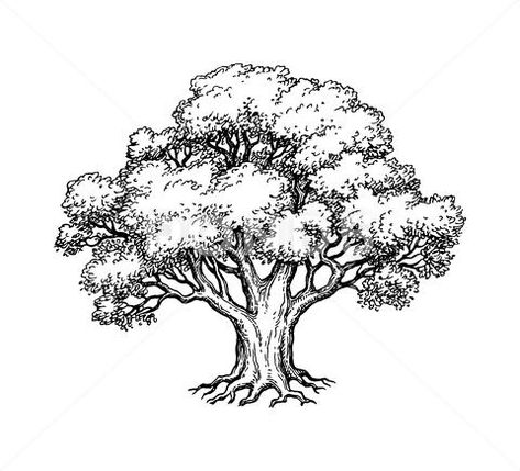 Stock illustration: Ink sketch of oak tree. Hand drawn vector illustration isolated on white background. Retro style..  3.3 MB. -1 x -1. From $10. Royalty free vector, graphic, illustration. Download ... Oak Tree Drawings, Tree Drawing Simple, Tree Drawings Pencil, Tree Sketches, Siluete Umane, Ticket Invitation, Hand Drawn Vector Illustrations, Ink Illustration, Nature Drawing