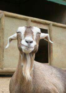 . Goat Smiling, Goat Picture, Goat Pen, Smiling Animals, Happy Goat, Goats Funny, Dairy Goats, Cute Goats, A Goat