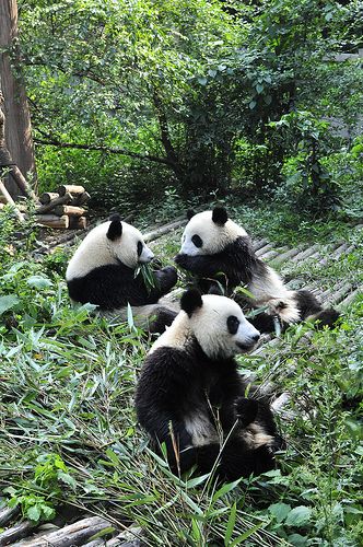 Chengdu Panda Base, Sichuan, China ||| The giant pandas are not only a Chinese national treasure but are also beloved by people the world over. They are found only in Sichuan, Shaanxi and Gansu provinces. There are fewer than 1000, of which 80% are distributed within the territory of Sichuan province. Panda Store, Raccoon Family, Sleeping Quarters, Sichuan China, Giant Pandas, Cherry Blossom Festival, Panda Bears, Acres Of Land, Red Pandas