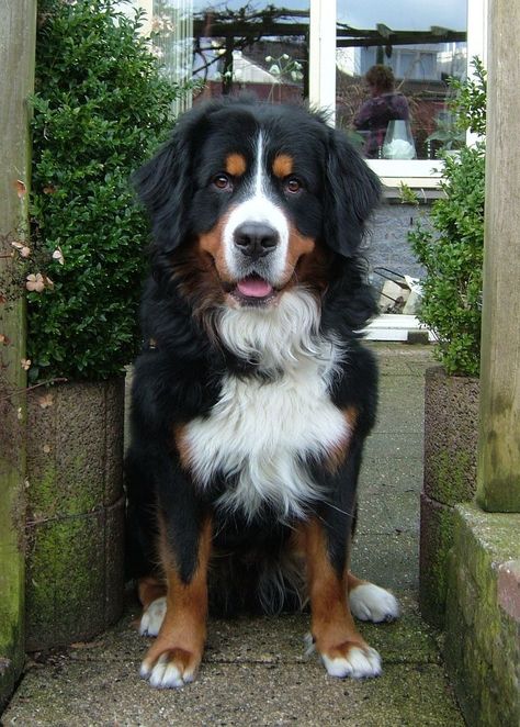 Burmese Mountain Dog Puppy, Burmese Mountain Dog, Burnese Mountain Dog, Burmese Mountain Dogs, Bernese Puppy, Bernese Dog, Swiss Mountain Dogs, Mountain Dog, Bernese Mountain