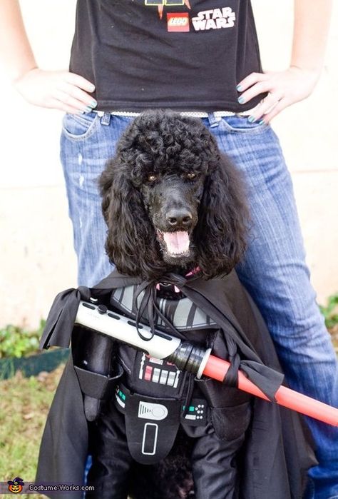 Darth Vader Poodle - Dress up your dog on your phone with Puppy Booth!     http://puppybooth.com Poodle Costume Dog, Toy Poodle Dressed Up, Halloween Poodle Groom, Dog Costume Diy, Darth Vader Dog Costume, Poodle Halloween, Poodle Groom, Darth Vader Costume, Two Person Halloween Costumes