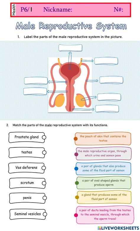 Reproductive System Worksheet, Energy Quiz, Human Reproduction, Male Reproductive System, Human Body Worksheets, States Of Matter Worksheet, Biology Revision, Plant And Animal Cells, Matter Worksheets