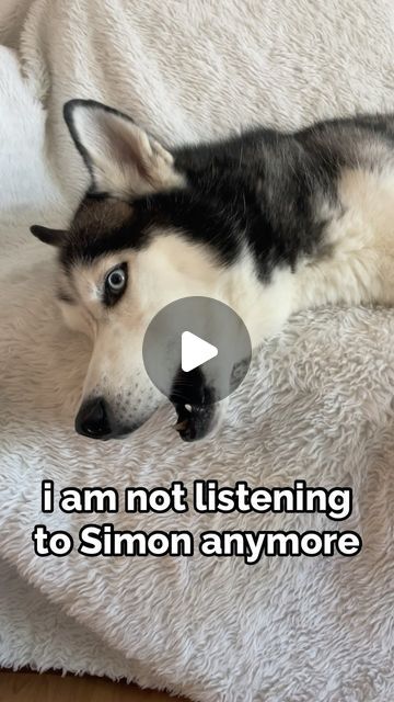 The Husky Moon on Instagram: "idk who Simon is but he’s kinda bossy…   #siberianhusky #husky #huskypuppy #huskypups #puppies #pupstagram #puppiesofinstagram #huskygram #huskysofinstagram #barked #weeklyfluff #instahusky #dogsofinstagram #huskysofig #huskypicoftheday #huskyowner #huskypage #huskyoftheday #huskyheaven #huskysofinstagram #huskyworld #huskylovers #huskygram #adventuredogs #aestheticdogs #cutedoggos" Husky Running, Husky Videos, Cute Husky Puppies, Husky Owner, Husky Puppies, Cute Husky, Husky Puppy, Husky Dogs, Siberian Husky