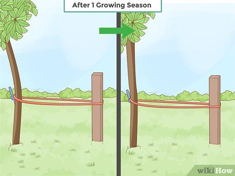 Simple Ways to Straighten a Tree: 12 Steps (with Pictures) How To Straighten A Leaning Tree, How To Stake New Trees, Money Tree Plant Care, Leyland Cypress Trees, Acer Trees, Money Tree Plant, Tree Stakes, Leyland Cypress, Crooked Tree