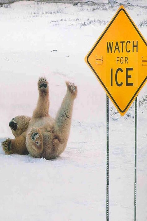 Whoops I slipped on the ice                                                                                                                                                                                 More Pet Signs, Wild Life, Animal Photo, Funny Signs, A Sign, Bones Funny, The Snow, Funny Cute, Polar Bear