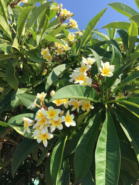 Frangipane Frangipani Aesthetic, Frangipane Flower, Frangipani Garden, Frangipani Tree, Bang Bang, Sorrento, Tropical Flowers, Collage, Plants