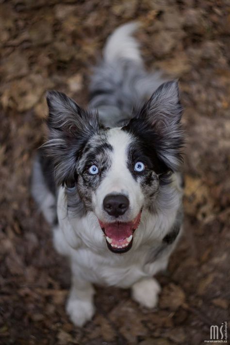 Border Collie Merle, Nanny Dog, Australian Shepherd Dogs, Herding Dogs, Pretty Dogs, Blue Merle, Collie Dog, X Reader, Dog Photography