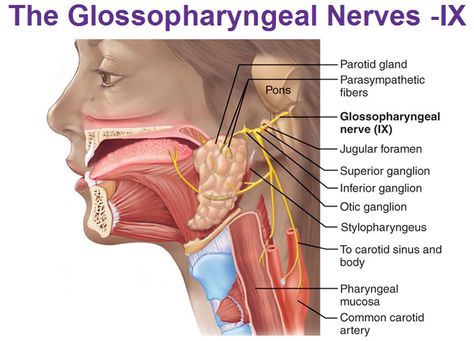 glossopharyngeal nerve superior inferior otic ganglion parotid gland stylopharyngeus 12 Cranial Nerves, Glossopharyngeal Neuralgia, Glossopharyngeal Nerve, Nerve Anatomy, Parotid Gland, Radiology Student, Peripheral Nervous System, Basic Anatomy And Physiology, Carotid Artery