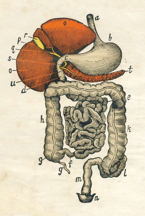 Ilustración sobre anatomía digestiva (1860) Intestines Anatomy, Medical Drawings, Digestive Organs, Human Body Anatomy, Human Anatomy Art, Medical Anatomy, Vintage Medical, Medical Art, Body Anatomy