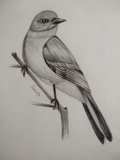 Birds Sketches Pencil, Scenery Drawing Pencil, Simple Bird Drawing, Bird Pencil Drawing, Village Scene Drawing, Fruit Art Drawings, Shading Drawing, Bird Sketch, Scene Drawing