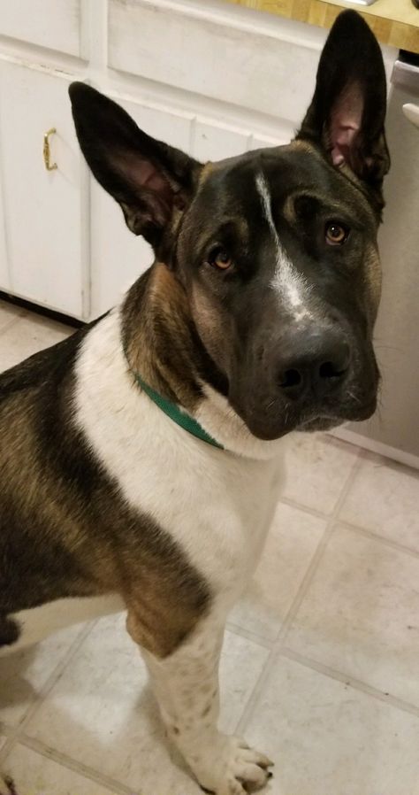 Great Dane Akita mix Great Dane Pitbull Mix Dogs, Shiba Inu Mix, Great Dane Mix, Dog Mixes, Pretty Dogs, Pitbull Mix, Life Inspiration, Great Dane, Akita