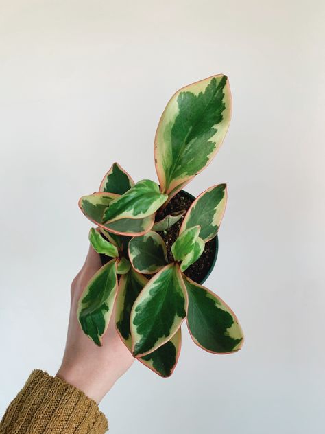 Peperomia Ginny, Bright Indirect Light, Plant Wishlist, Splash Of Color, Simple Green, Color Splash, Plant Leaves, Plants, Water