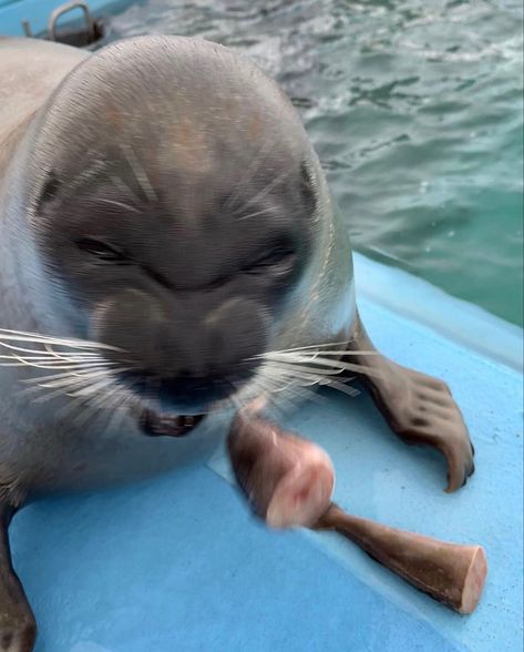 Tokkari Center Seals, Ringed Seal, Funny Seals, Cutest Animals On Earth, Cute Seals, A Seal, Silly Animals, Sea Lion, Marine Animals