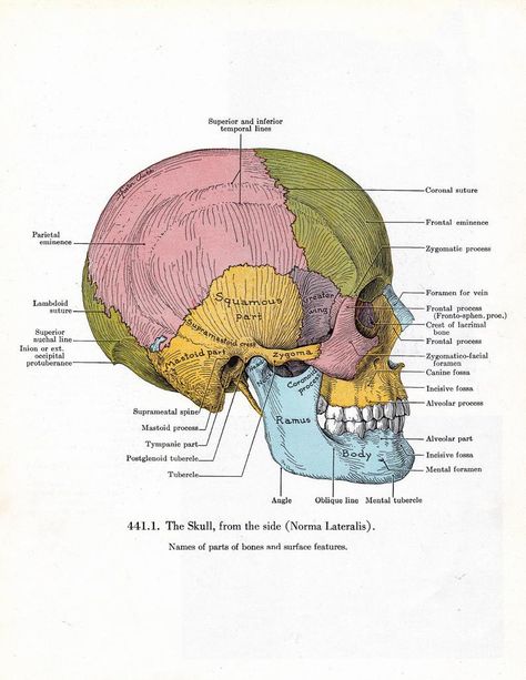 Vintage skull print in pastel colors a printable digital | Etsy Printable Collage Sheet, Skull Bones, Medical Anatomy, Printable Images, Art And Crafts, Vintage Skull, Skull Drawing, Scientific Illustration, Medical Illustration