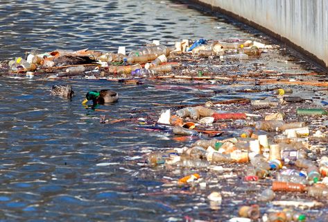 Lake Erie Garbage Patch Great Pacific Garbage Patch, Types Of Waste, Green Stuff, Water Pollution, Bottled Water, Surface Water, Ocean Conservation, Plastic Pollution, Environmental Health