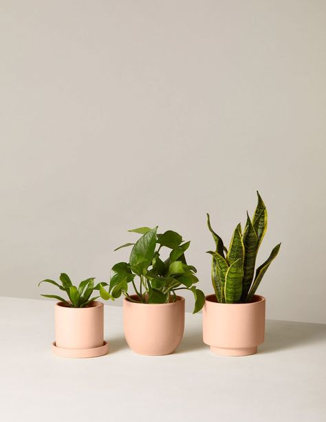 Indoor Plants Pet Friendly, Pet Friendly House Plants, Cat Friendly Plants, Plants Pet Friendly, Plant Care Houseplant, Pet Friendly House, Low Light Plants, Houseplants Indoor, Plant Decor Indoor