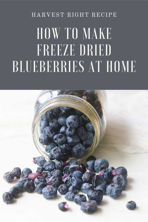 The best way to freeze dry blueberries. You can learn how to freeze dry blueberries at home with a Harvest Right freeze dryer. This has tricks and tips to help you freeze dry berries to use them in baking and how to use freeze dried blueberries in recipes. Starbucks Blueberry Muffin Recipe, Freeze Dried Blueberries, Harvest Right Freeze Dryer, Blueberry Smoothie Recipe, Saskatoon Berry, Freeze Dried Dog Food, Freeze Dryer, Dried Berries, Freeze Dried Fruit