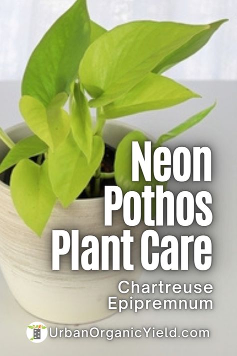 Neon Pothos Care, Pothos Plant Pictures, Different Types Of Pothos, Neon Pothos Propagate, Pothos Propagation Soil, Pothos Plant Care, Pothos Plants, Neon Pothos, Missouri Botanical Garden