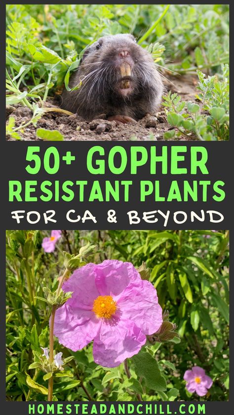 Got gophers? Here is a list of over 50 gopher resistant plants for your landscape, including many drought tolerant and California native plants! We'll also talk about non-toxic gopher control methods like gopher cages. #gophers #gophercontrol #gardening #californianativeplants #landscape Gopher Proof Landscaping, Get Rid Of Gophers In Yard, Gophers Get Rid Of, Garden Cage, Getting Rid Of Gophers, Estate Grounds, Garden Planing, Barstow California, Backyard Improvements