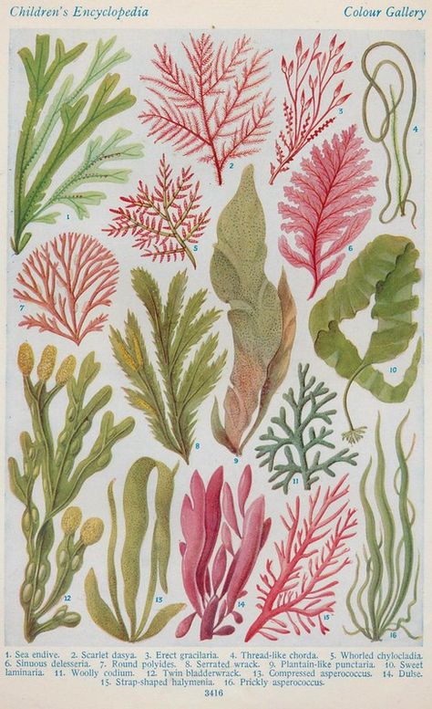 Seaweed Textiles, Paintings Tutorials, Sea Plants, Colour Theory, Illustration Botanique, Art Ancien, Vintage Botanical Prints, Scientific Illustration, Plant Illustration