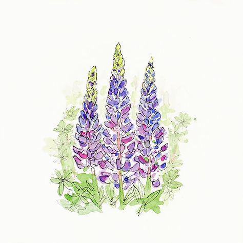 Line And Wash Watercolor Flowers, Lupin Watercolor, Spring In California, Ring Embroidery, Drawn Cards, Watercolour Florals, Flowers Paintings, Hand Drawn Cards, Acrylic Painting Flowers