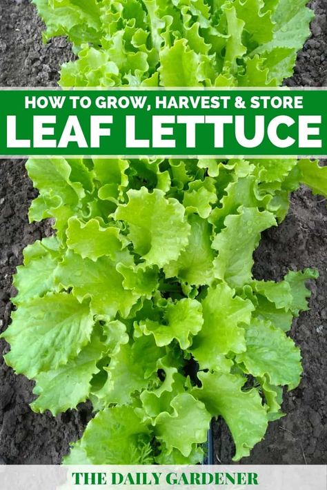 Growing Leaf Lettuce: An Oldest Salad You Eat Everyday Leaf Lettuce Recipes, Lettuce Storage, Lettuce Growing, Growing Lettuce Indoors, Leaf Lettuce, Leaf Vegetable, Growing Lettuce, Growing Greens, Vegetable Garden Diy