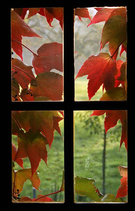 ENERGY  Windows that closes and opens depending on the weather. Fall Windows, Autumn Leaves Craft, Fall Frames, Looking Out The Window, Window View, Autumn Beauty, Fall Pictures, Best Seasons, Fall Diy