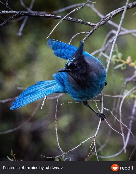 Stellar Jay Drawing, Stellars Jay, Stellers Jay, Stellar Jay, Pretty Birds, Bird Photo, Colorful Birds, Forearm Tattoo, Blue Jay