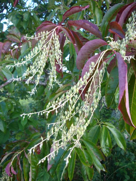 Sourwood Tree, Honey Jelly, Bladder Stones, Live Earth, Virginia Creeper, Wild Edibles, Tall Trees, Plant List, Botanical Beauty