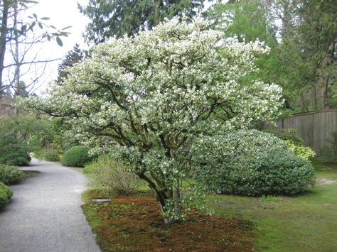 Osmanthus burkwoodii Osmanthus Burkwoodii, Seattle Japanese Garden, Arbutus Unedo, Small Trees For Garden, Acer Rubrum, Buxus Sempervirens, Betula Pendula, Evergreen Hedge, Garden Screening