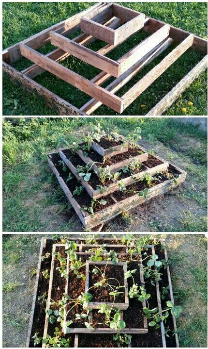 Planting strawberries Strawberries Garden Ideas, Strawberry Patch Ideas, Strawberry Trellis, Planting Strawberries, Candy Land Decorations, Small Vegetable Gardens, Garden Planter Boxes, نباتات منزلية, Landscaping Retaining Walls