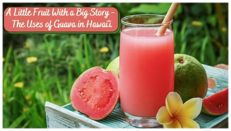 Guava Drink, Guava Jelly, Guava Tree, Strawberry Guava, Guava Fruit, Guava Juice, Guavas, Rum Cocktail, Jelly Recipes