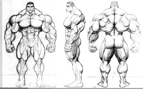 hulk design by JIM-SWEET on DeviantArt Muscular Body Drawing Reference, Hulk Anatomy, Muscle Art Reference, Character Model Sheet Turnaround, Hulk Design, Male Muscle, Male Figure Drawing, Hulk Art, Drawing Superheroes